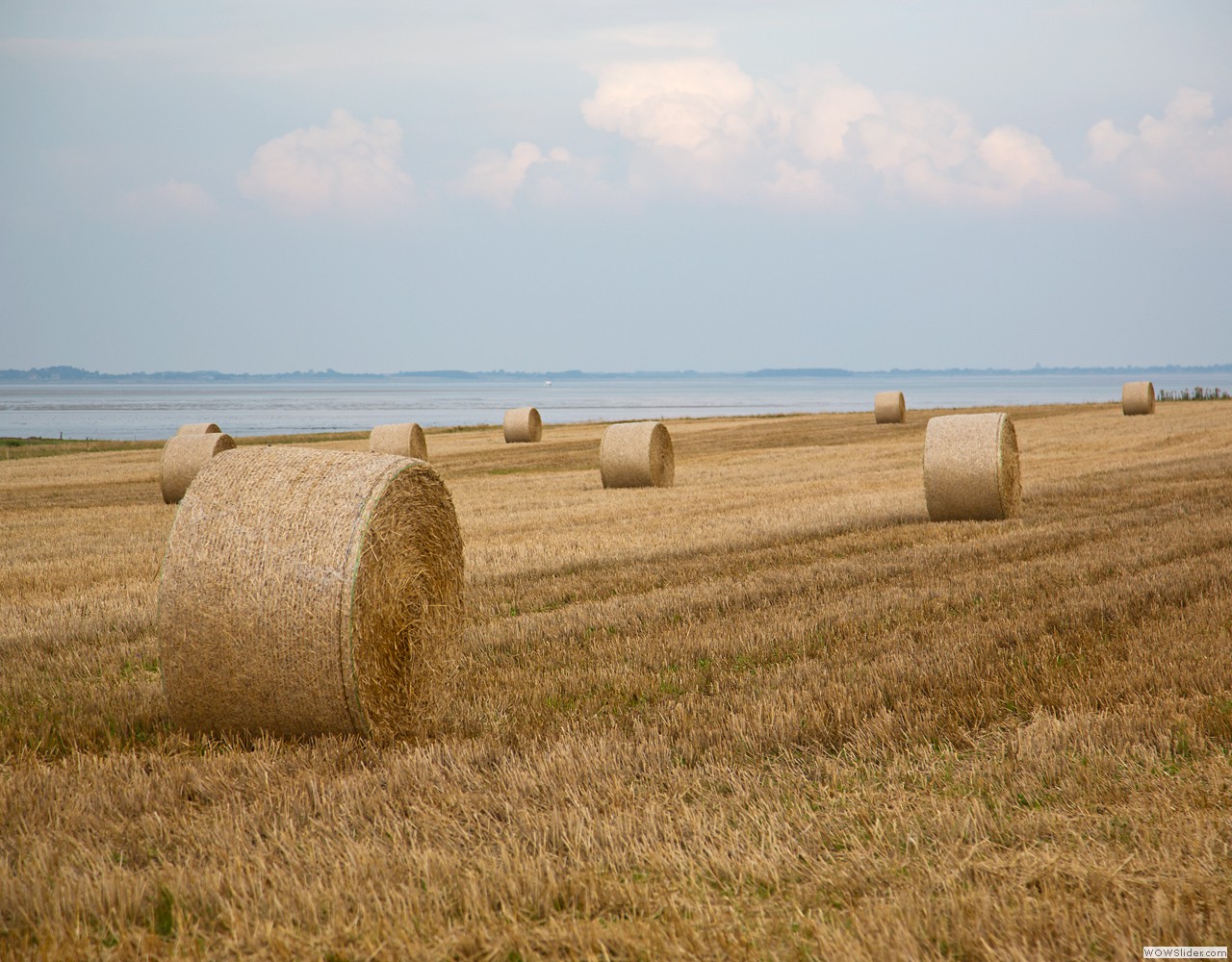 - Amrum 2012 -