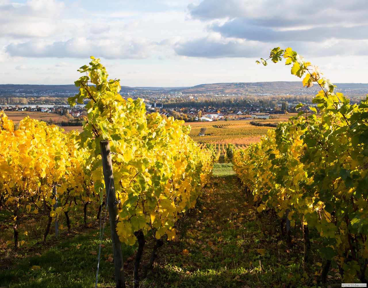 - Rheingau 2012 -