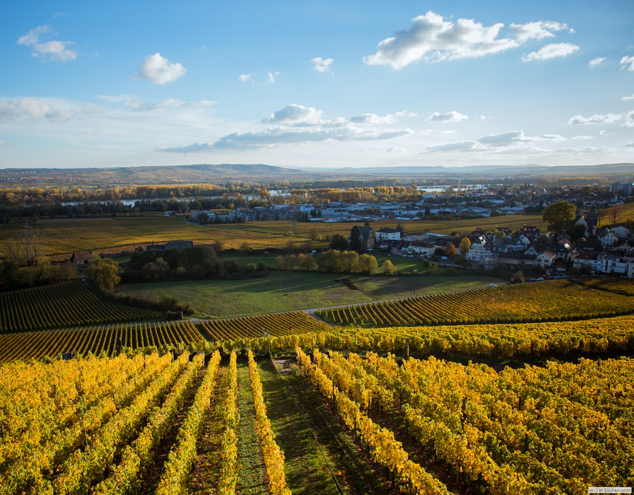 - Rheingau 2012 -